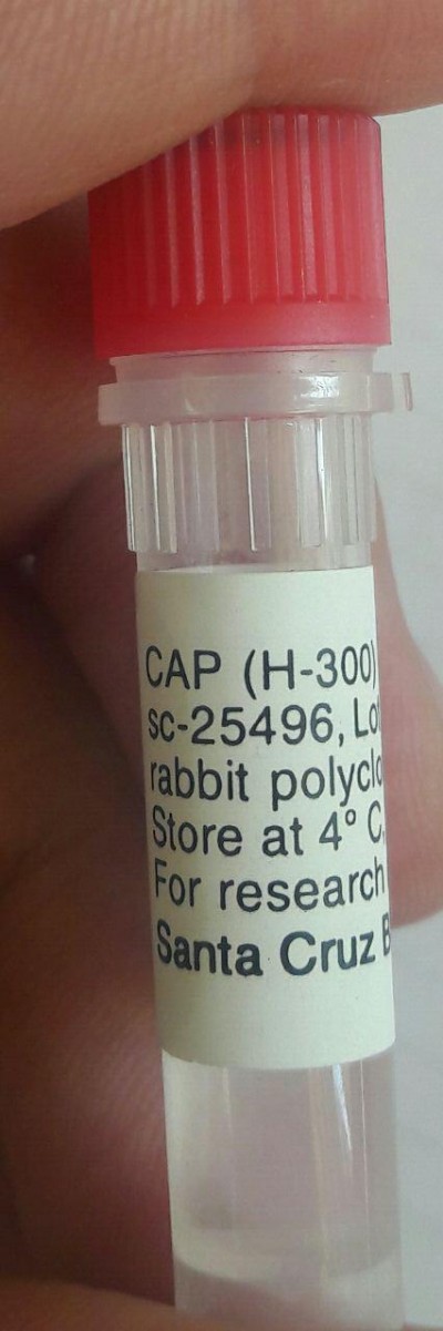 CAP Antibody (H-300): sc-25496 