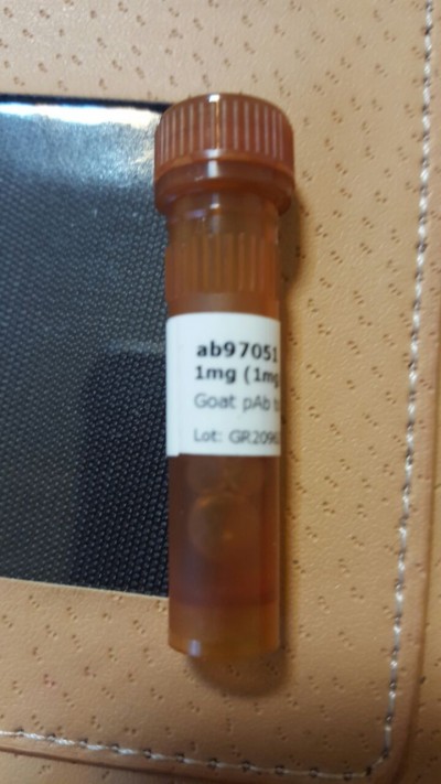 Goat Anti-Rabbit IgG H&L (HRP) (ab97051)