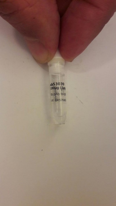 آنتی بادی Anti-p63 مقدار 100 µg کد ab53039 ساخت کمپانی ابکم 