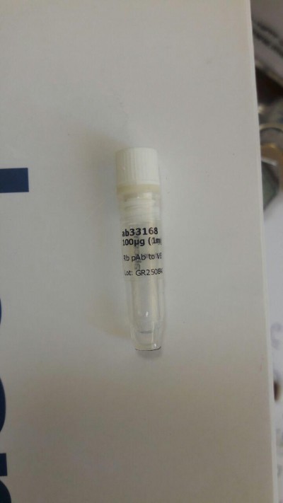 Anti-VE Cadherin antibody - Intercellular Junction Marker ab33168 100 µg