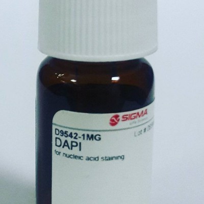 D9542 Sigma DAPI  1mg