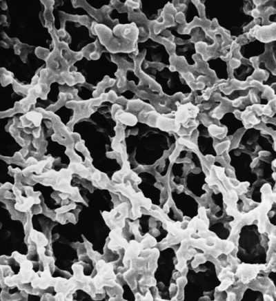 HAWP04700 | MF-Millipore™ Membrane Filter, 0.45 µm pore size