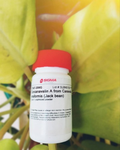 L7647 Sigma-Aldrich Concanavalin A from Canavalia ensiformis (Jack bean) 25mg