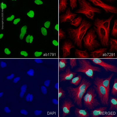 Anti-Histone H3 antibody - Nuclear Marker and ChIP Grade (ab1791) 100 mg 