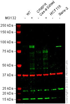 آنتی بادی نوترکیب Anti-Nrf2 [EP1808Y] - درجه تراشه (ab62352) 100 میکرولیتر