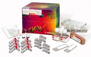 CSAA1-1KT PANORAMA(TM) AB MICROARRAY - CELL SIGNAL