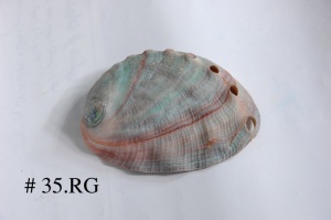 ارائه گونه ماکرو Haliotis asinina Linnaeus Subtidal shallow water Indo pacific  