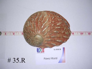 ماکرو Haliotidae, Haliotis rufescens Swainson Rock offshore Californian 