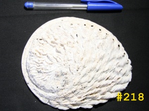 Haliotiis midae Linne Rocks offshore South Africa