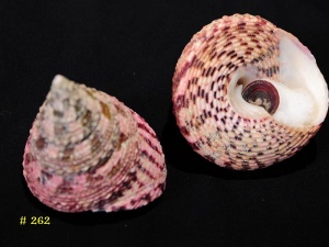 Trochus conus forma elatus Lamarck Near sponges Phillipines