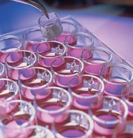 PIHP01250 | Millicell Cell Culture Insert, 12 mm, polycarbonate, 0.4 µm