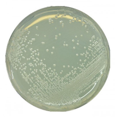 107994  Millipore GranuCult® BAT agar 500g